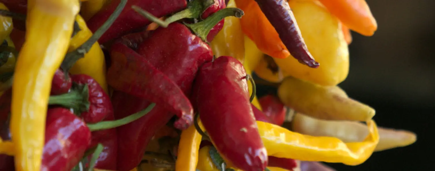 Uma fileira de pimentas vermelhas, amarelas, laranja e roxas, de perto