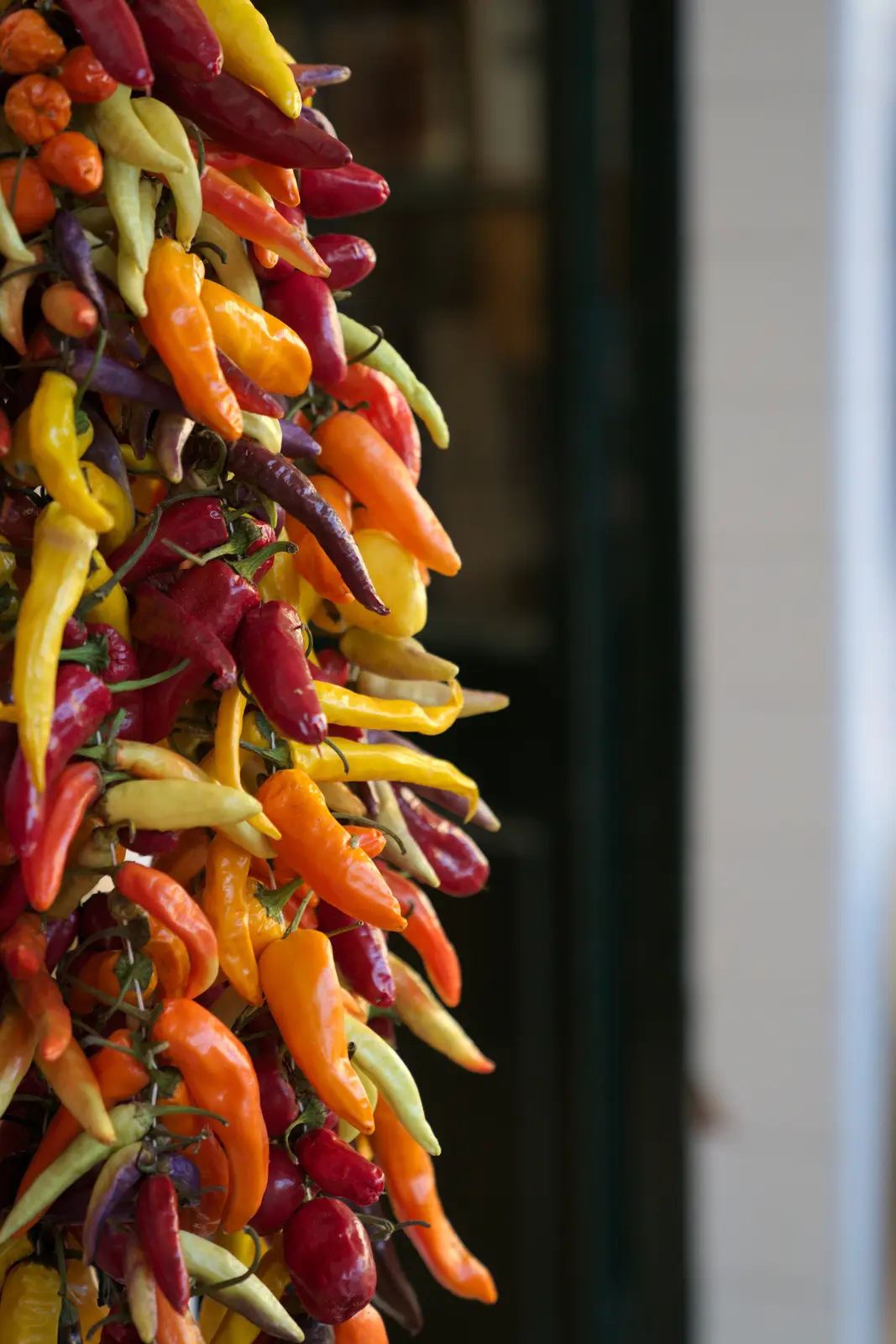 Eine hängende Kette aus roten, gelben, orangen und violetten Chilis