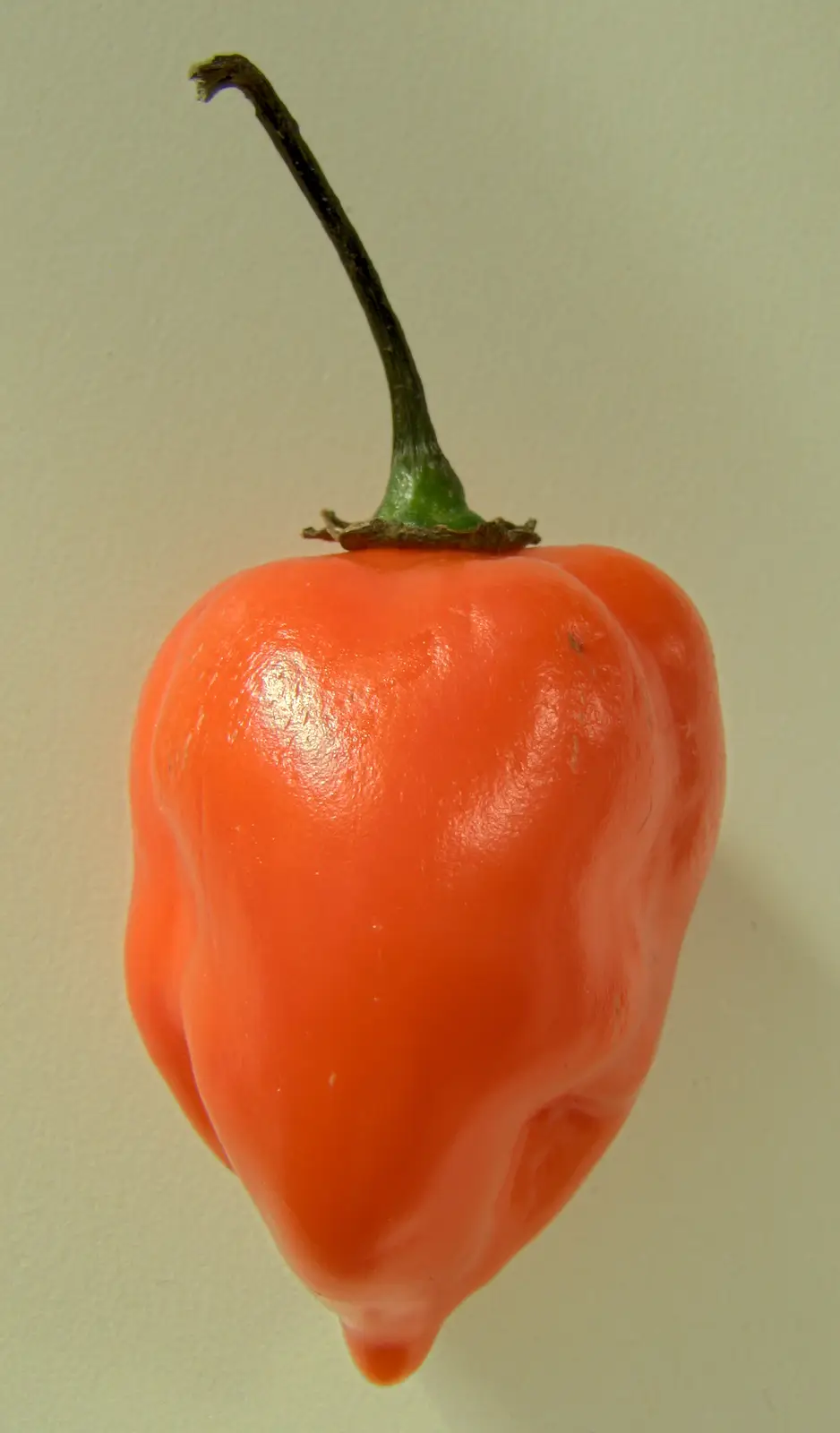 Uma única pimenta habanero laranja, de perto