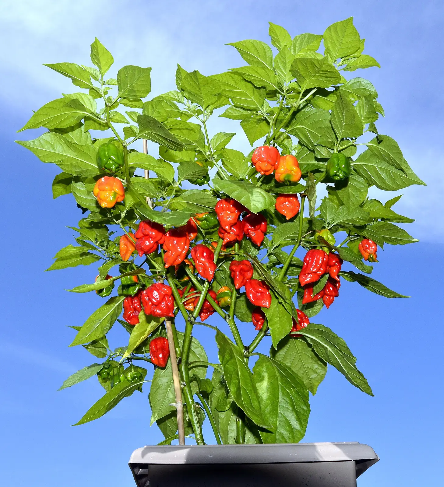 Eine Carolina-Reaper-Pflanze voller reifer roter Schoten vor blauem Himmel