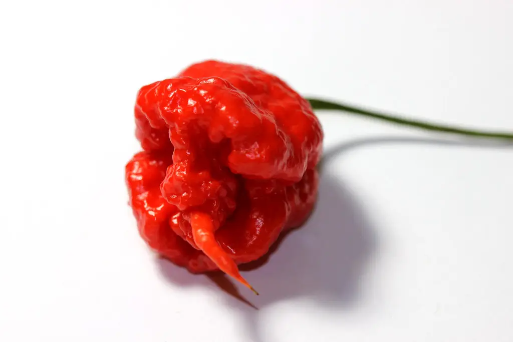 Um único fruto vermelho e enrugado de Carolina Reaper, com sua ponta em forma de cauda