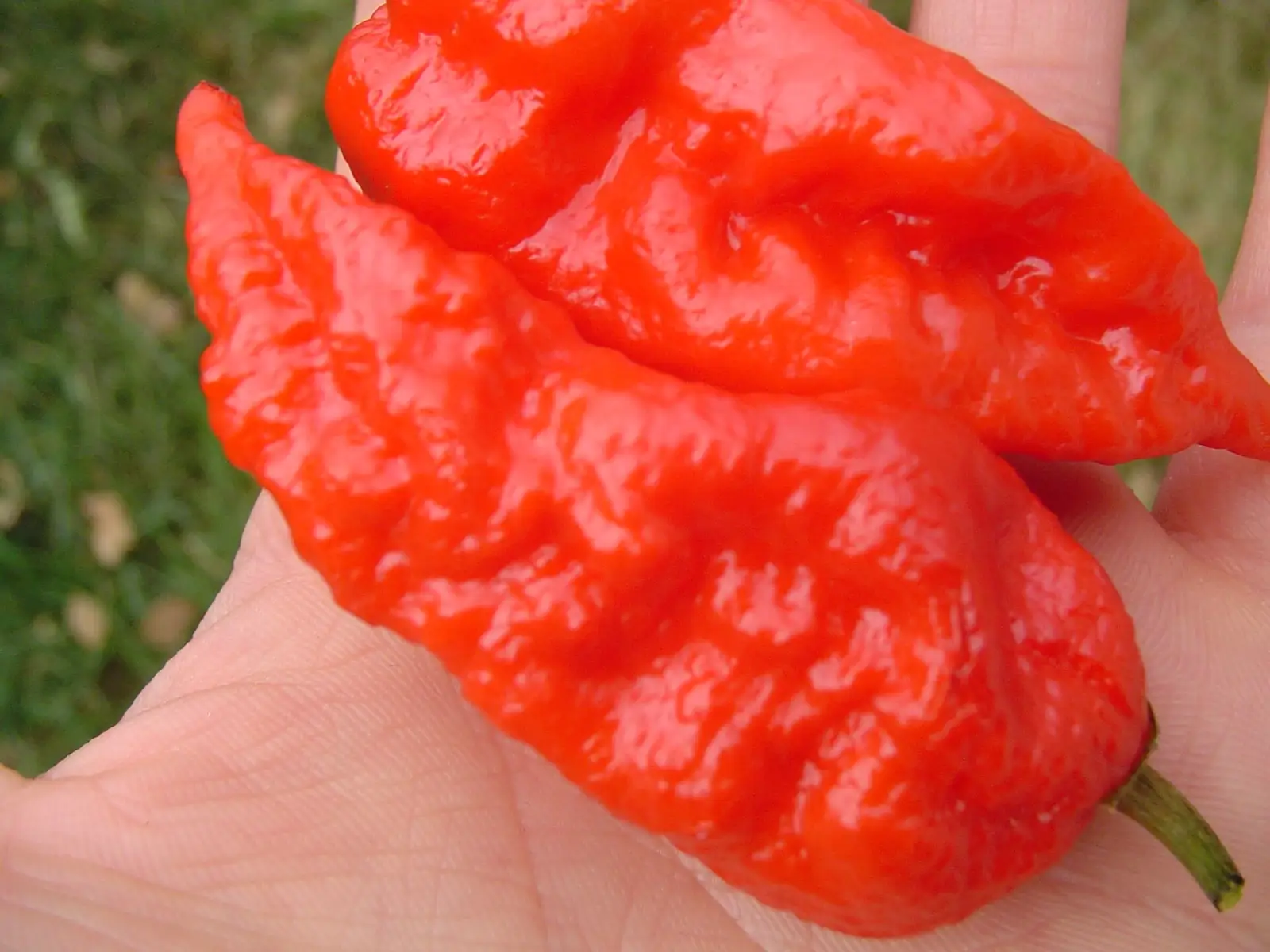 Two ripe red ghost peppers (Bhut Jolokia) held in a hand