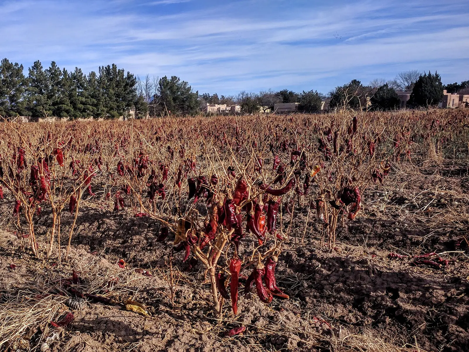 Rote Chilipflanzen auf einem Feld in Mesilla, New Mexico