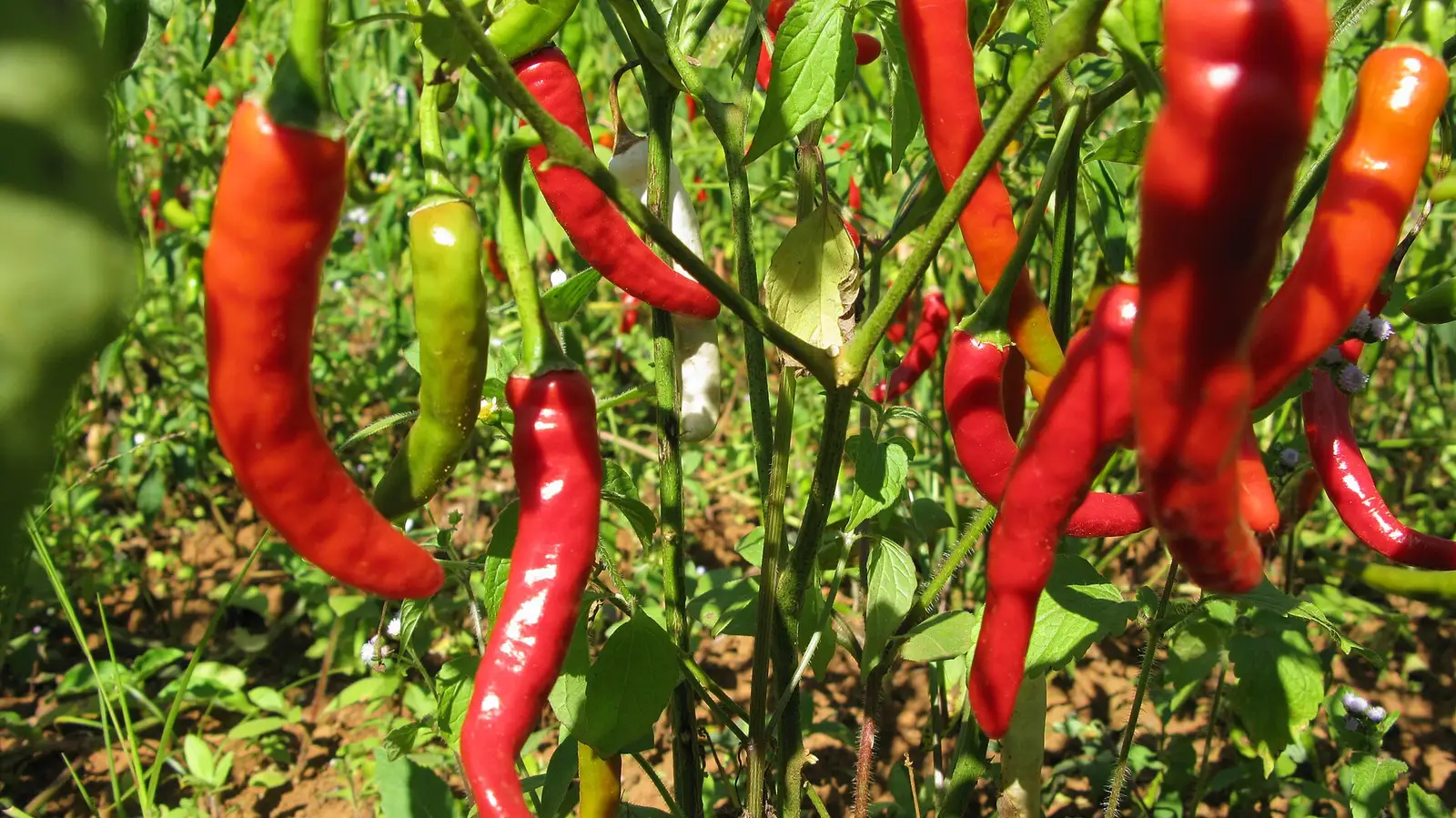 Rote und grüne Chilis, die an der Pflanze reifen