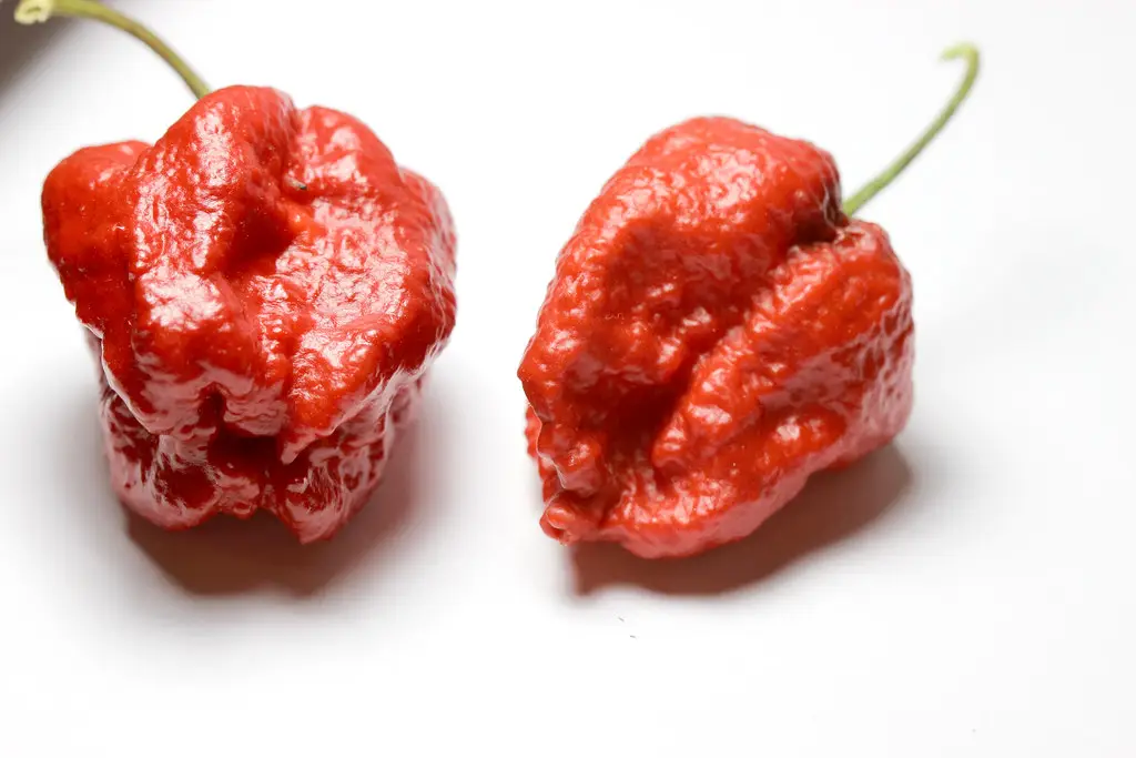 Dois frutos vermelhos maduros de Trinidad Moruga Scorpion